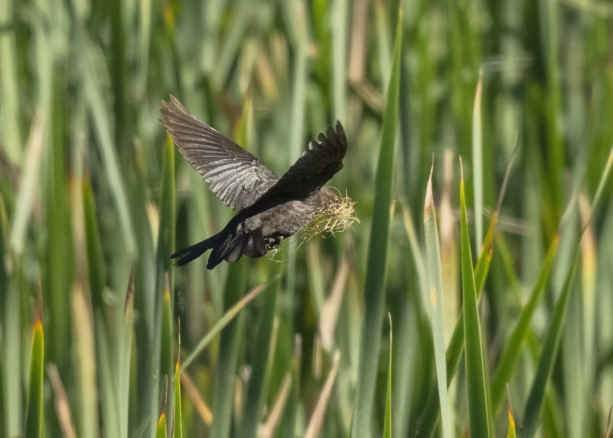 Tricolored Blackbird - ML645221605