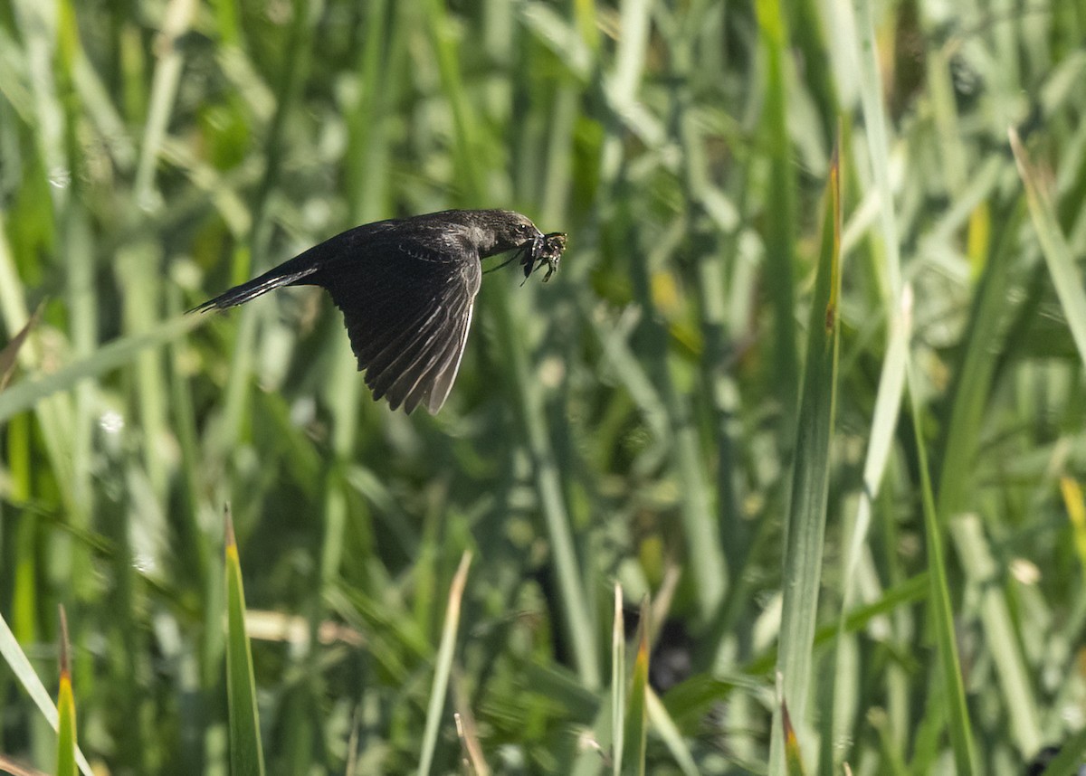 Tricolored Blackbird - ML645221606