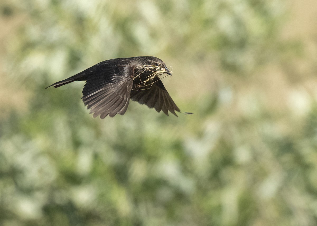 Tricolored Blackbird - ML645221607