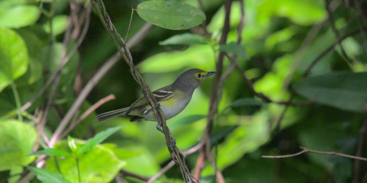 Weißaugenvireo - ML645221614