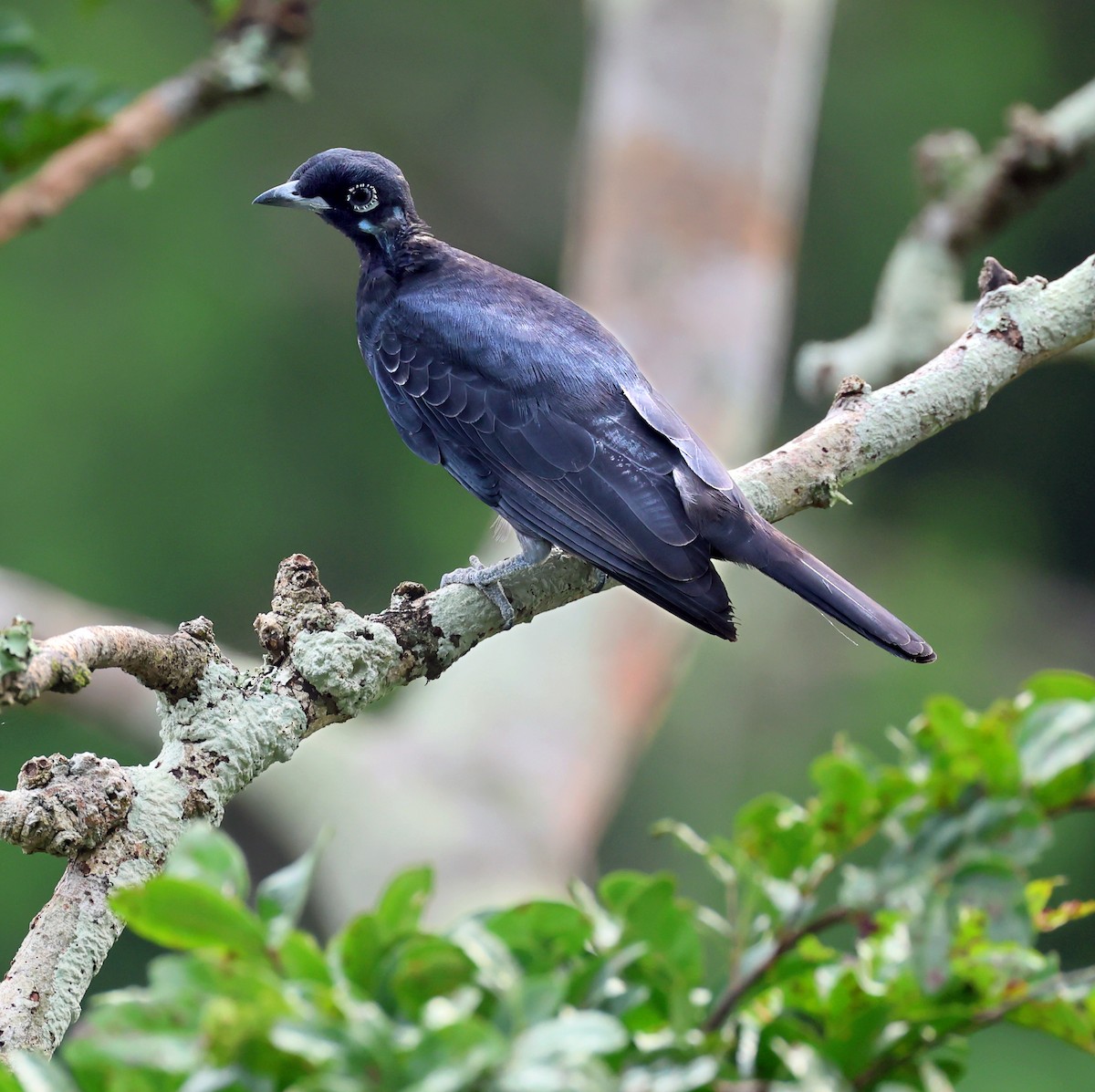 Bare-necked Fruitcrow - ML645221619
