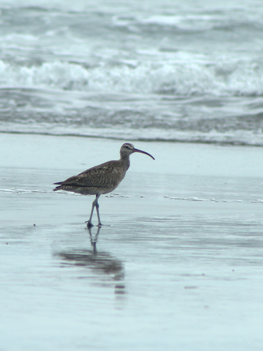 Hudsonian Whimbrel - ML645221638