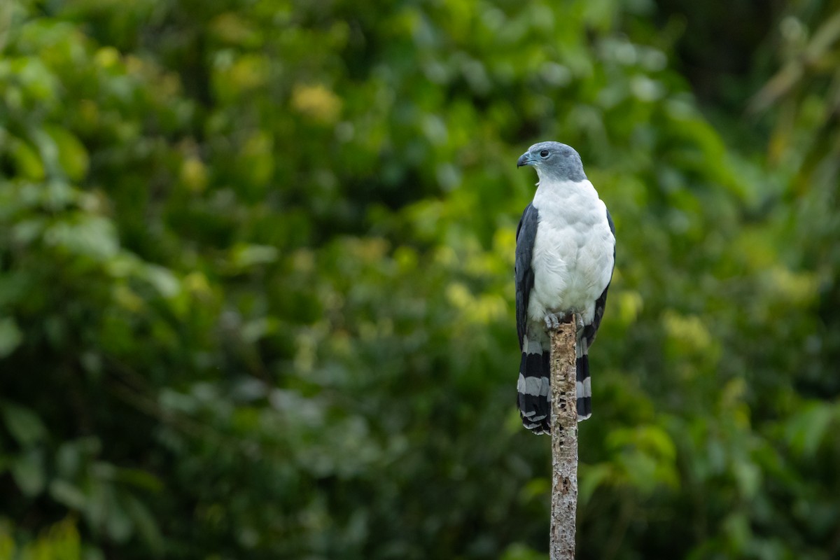 Gray-headed Kite - ML645221643