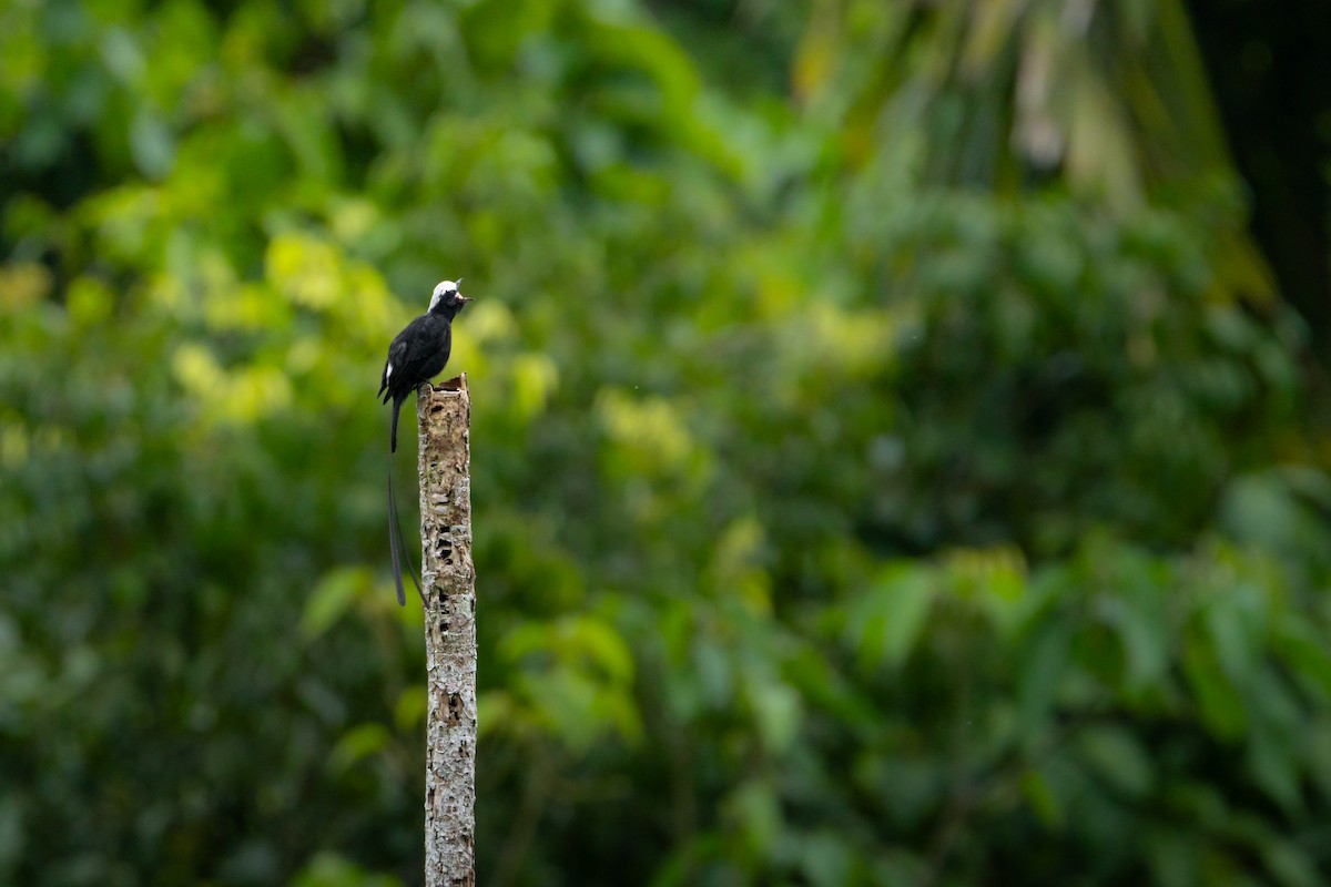 Long-tailed Tyrant - ML645221646