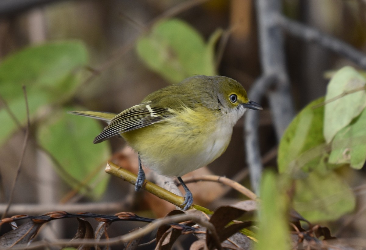 Weißaugenvireo - ML645221648