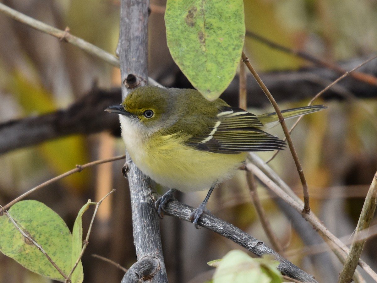 Weißaugenvireo - ML645221649