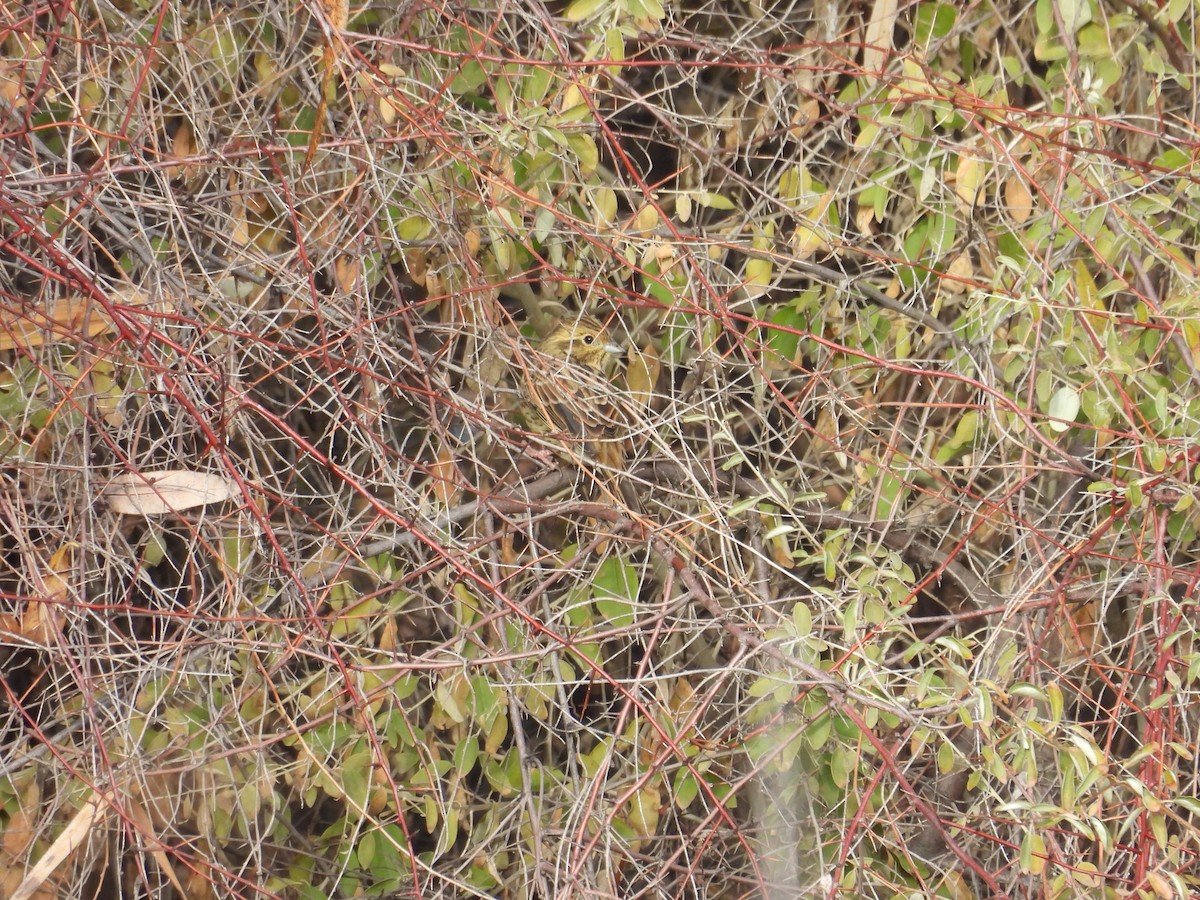 Yellowhammer - ML645221650