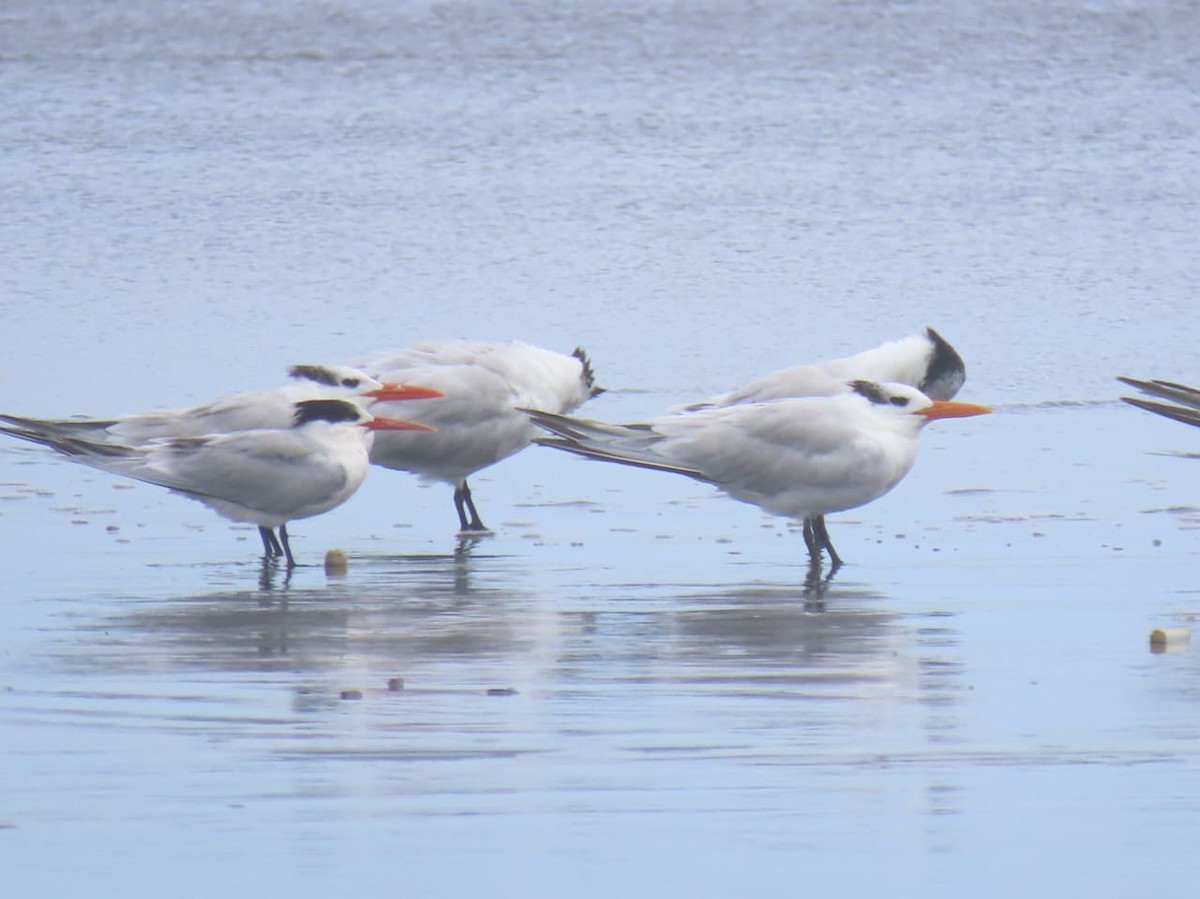 Elegant Tern - ML645221656