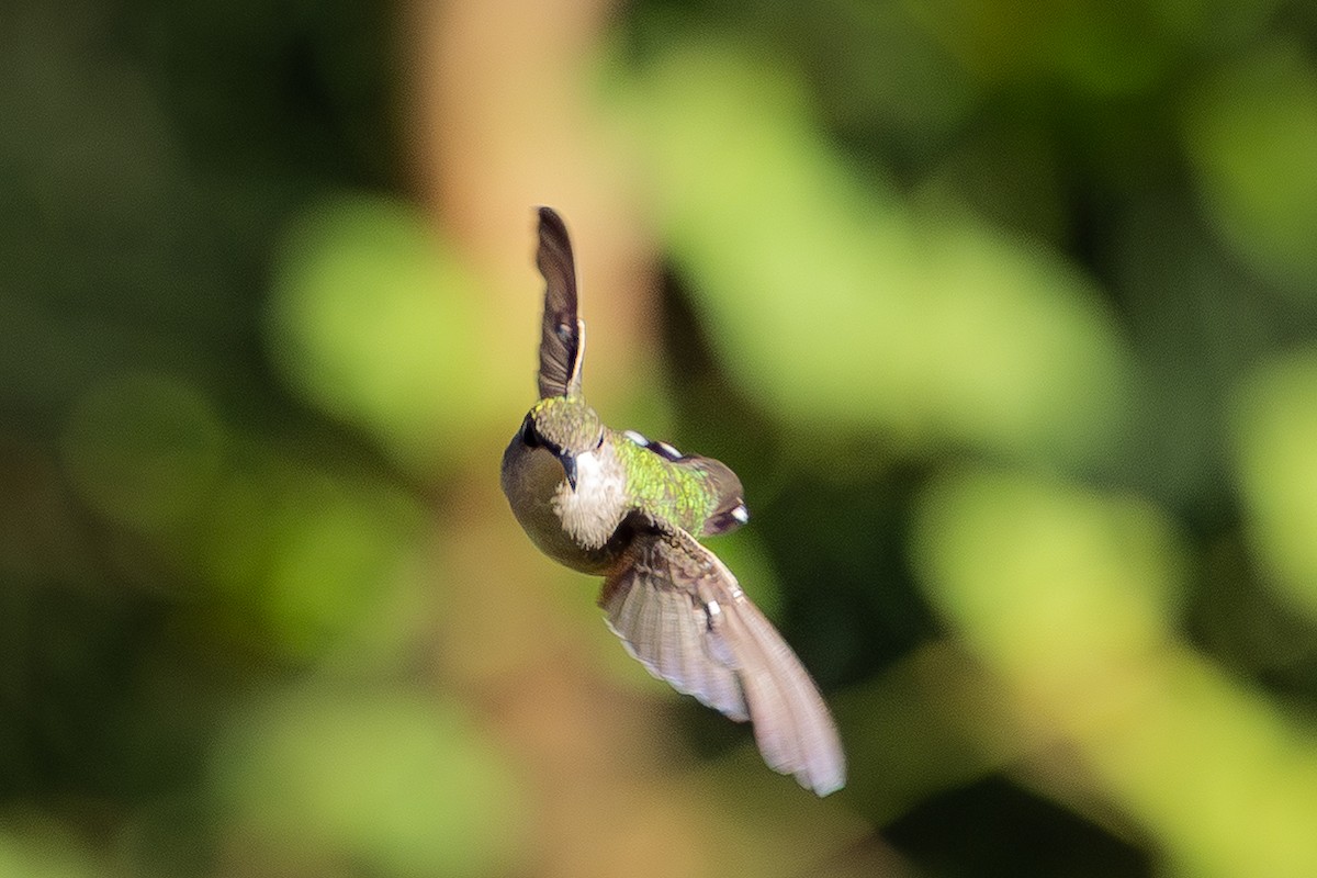 Рубиновогорлый колибри - ML645221659