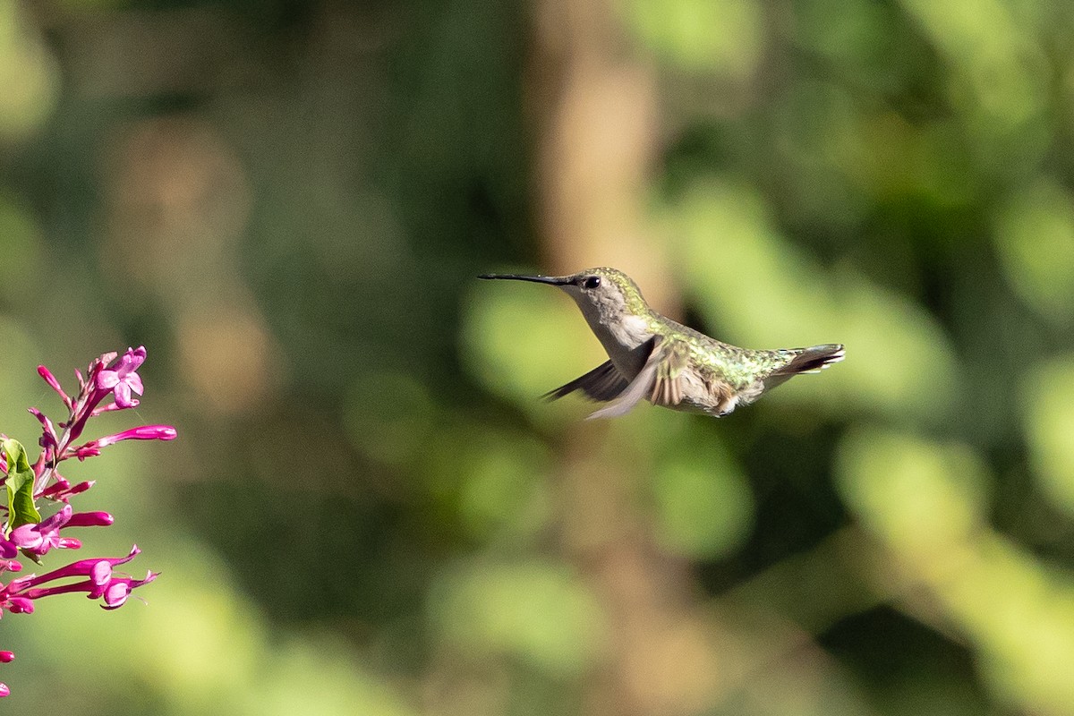 Рубиновогорлый колибри - ML645221660