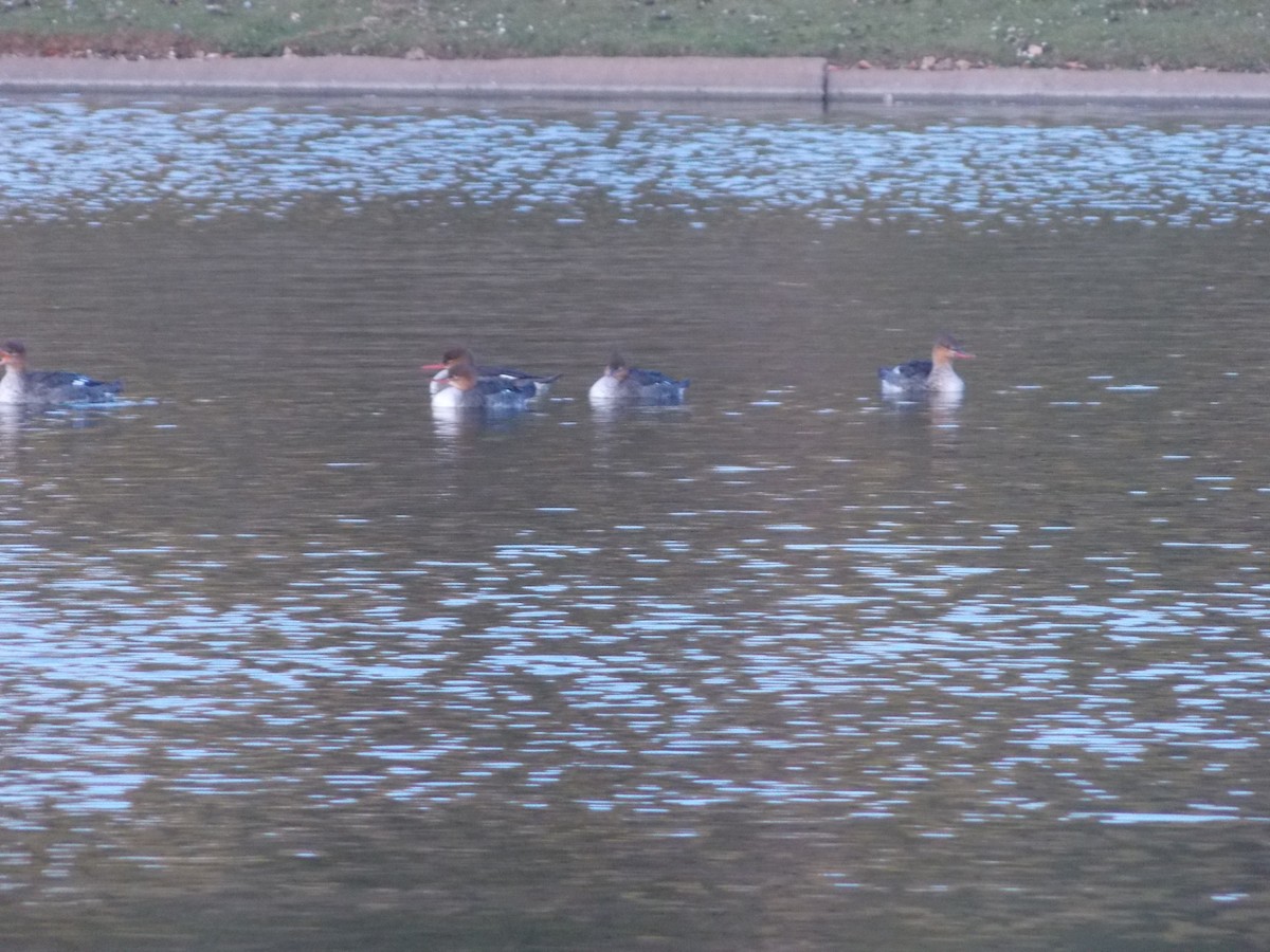 Red-breasted Merganser - ML645221664