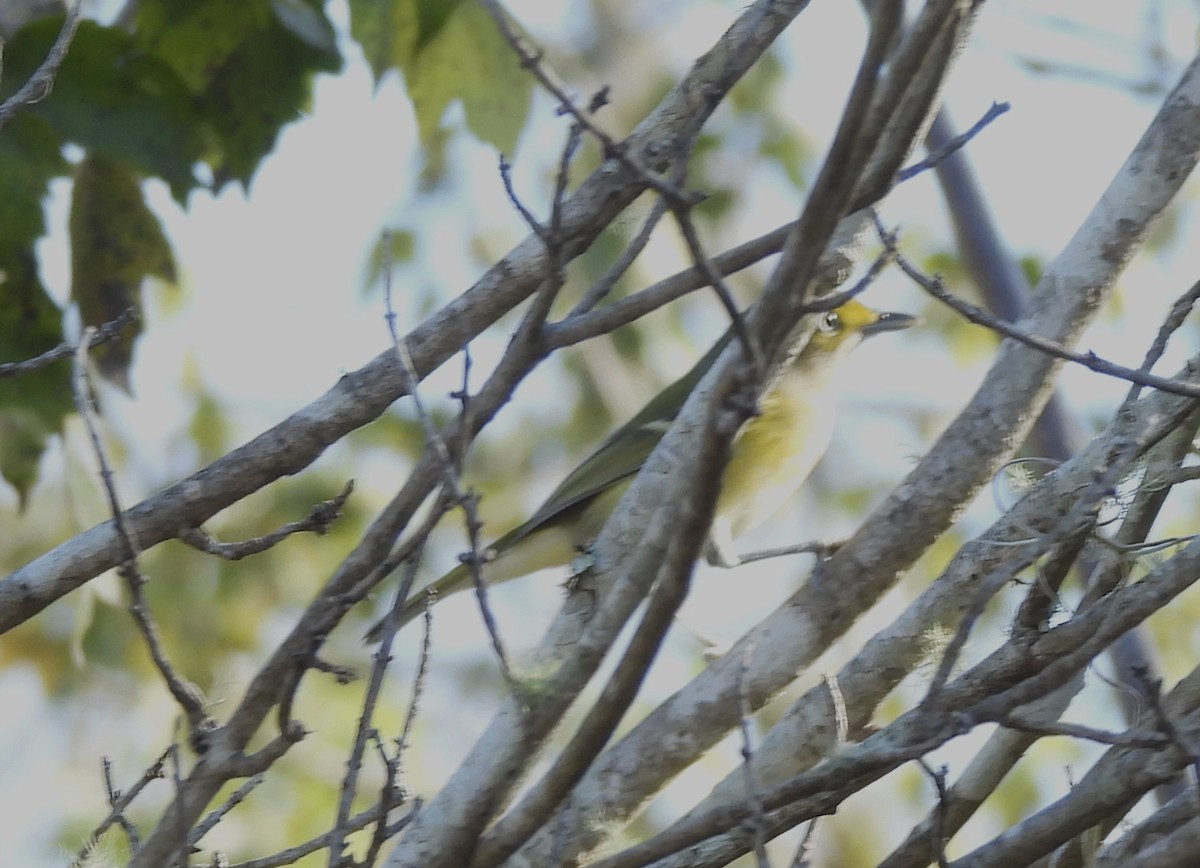 Weißaugenvireo - ML645221671