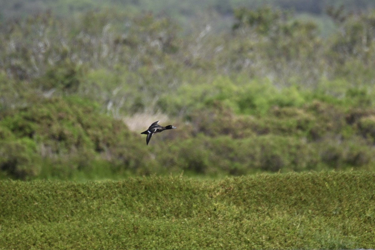 Lesser Scaup - ML645221672