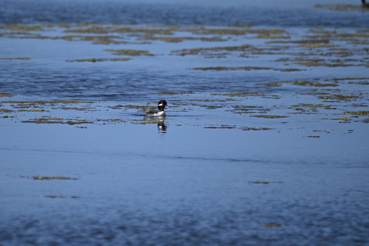 Bufflehead - ML645221675