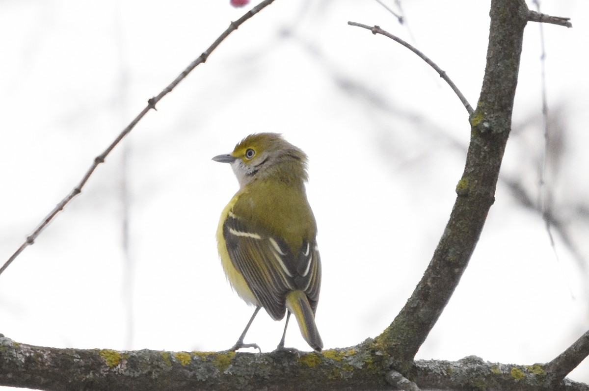 Weißaugenvireo - ML645221683