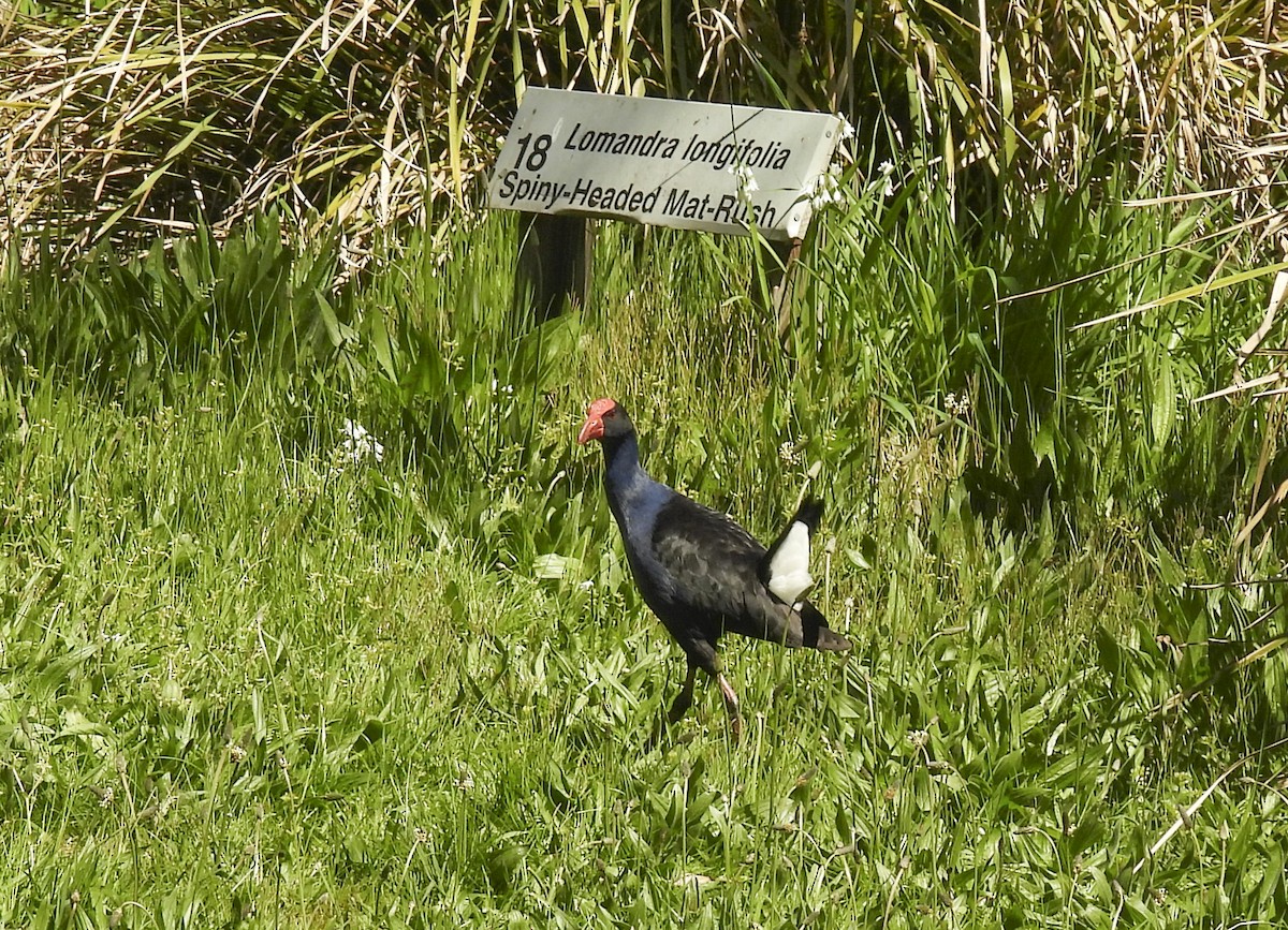Australasian Swamphen - ML645221684