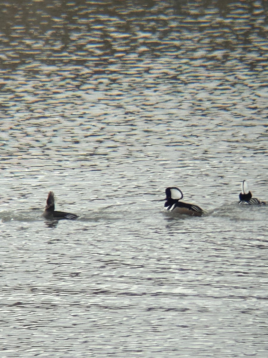 Hooded Merganser - ML645221686