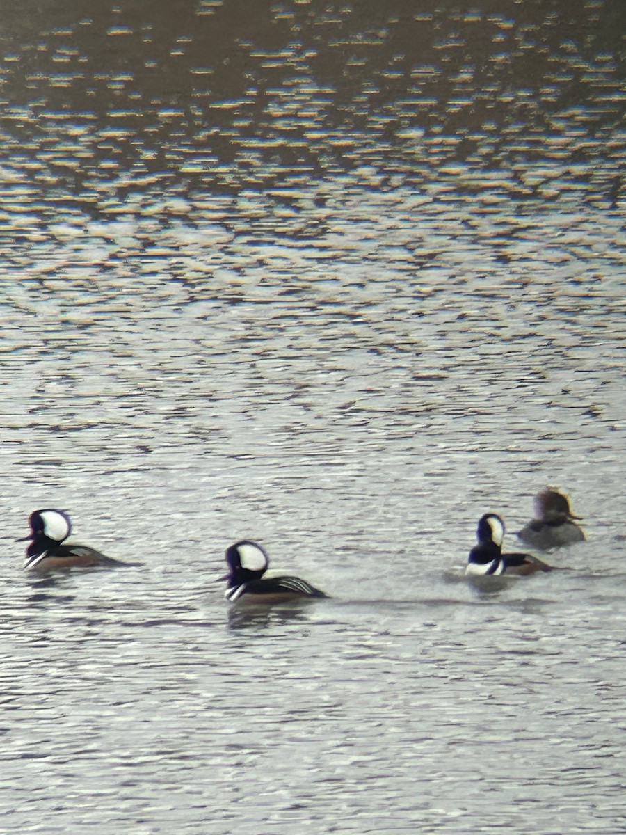 Hooded Merganser - ML645221687