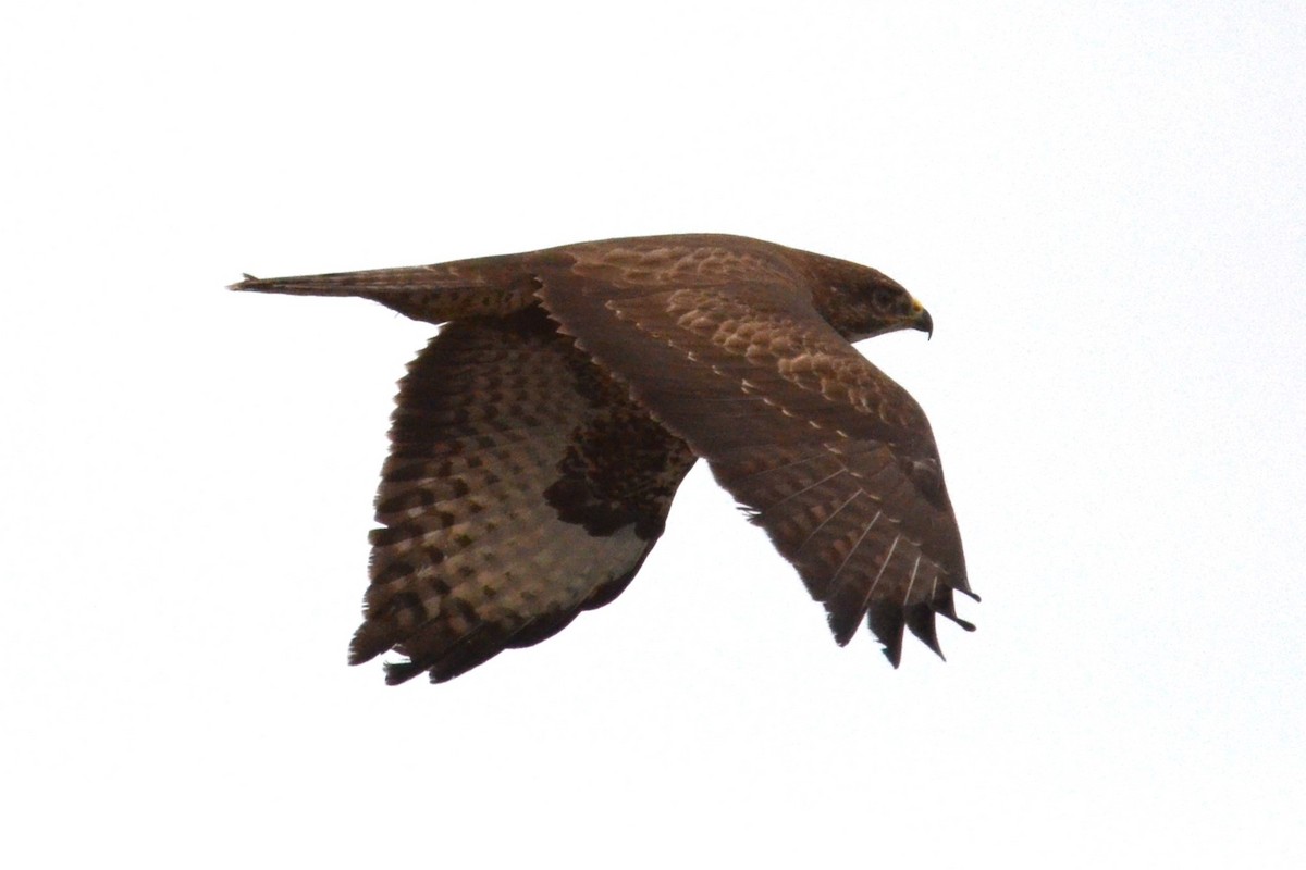 Poiana (buteo) - ML645221697