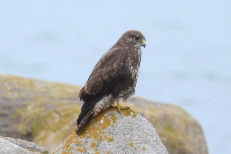 Poiana (buteo) - ML645221698