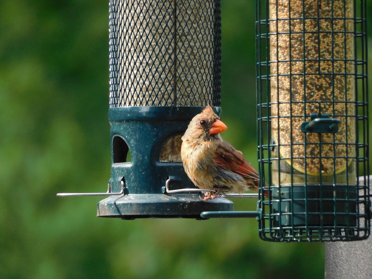Northern Cardinal - ML645221699