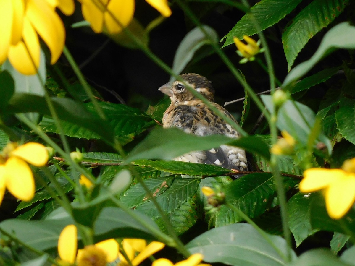 Rose-breasted Grosbeak - ML645221701