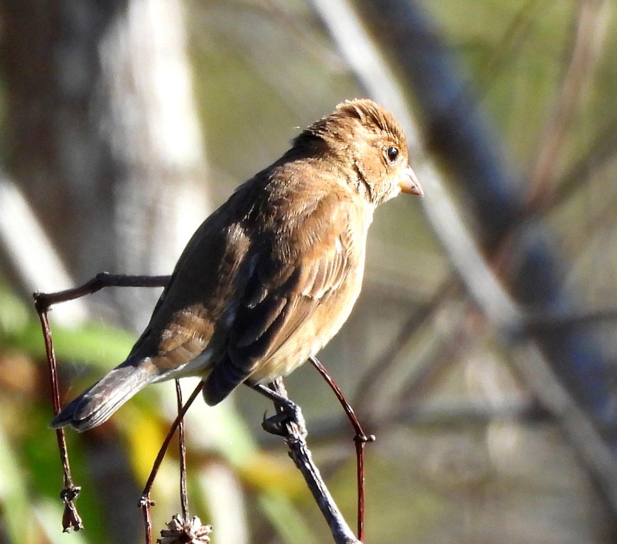Indigo Bunting - ML645221702