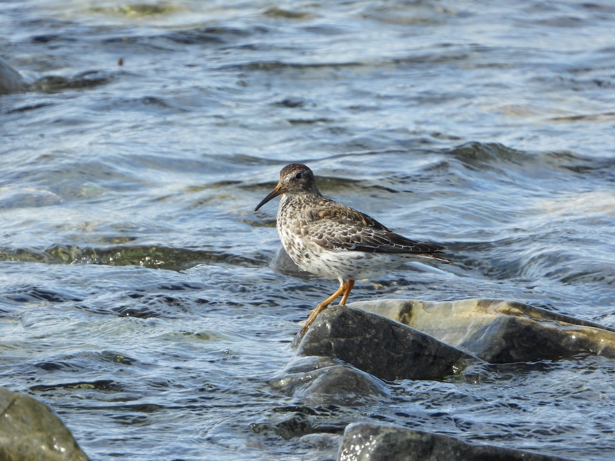 Piovanello violetto - ML645221703