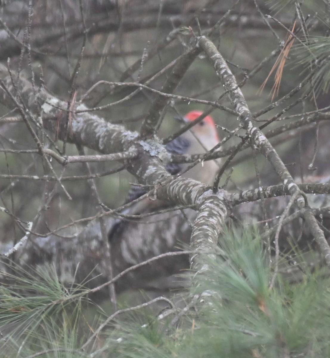 Red-bellied Woodpecker - ML645221704