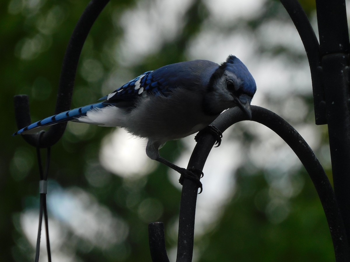 Blue Jay - ML645221705
