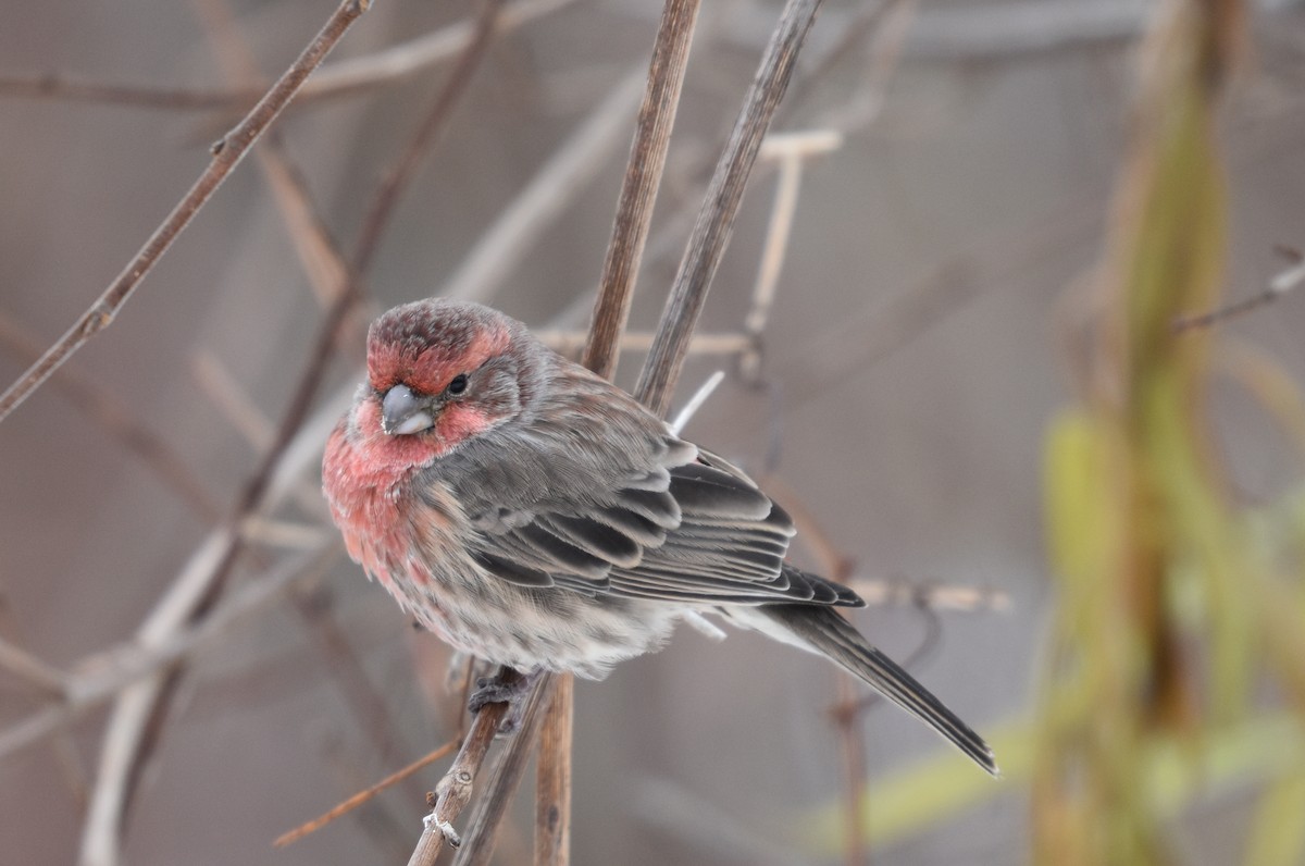 House Finch - ML645221706