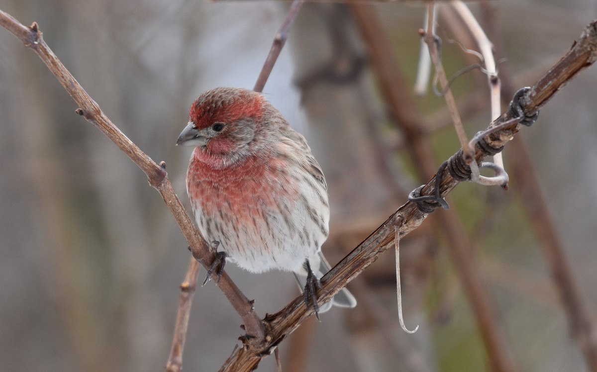 House Finch - ML645221707