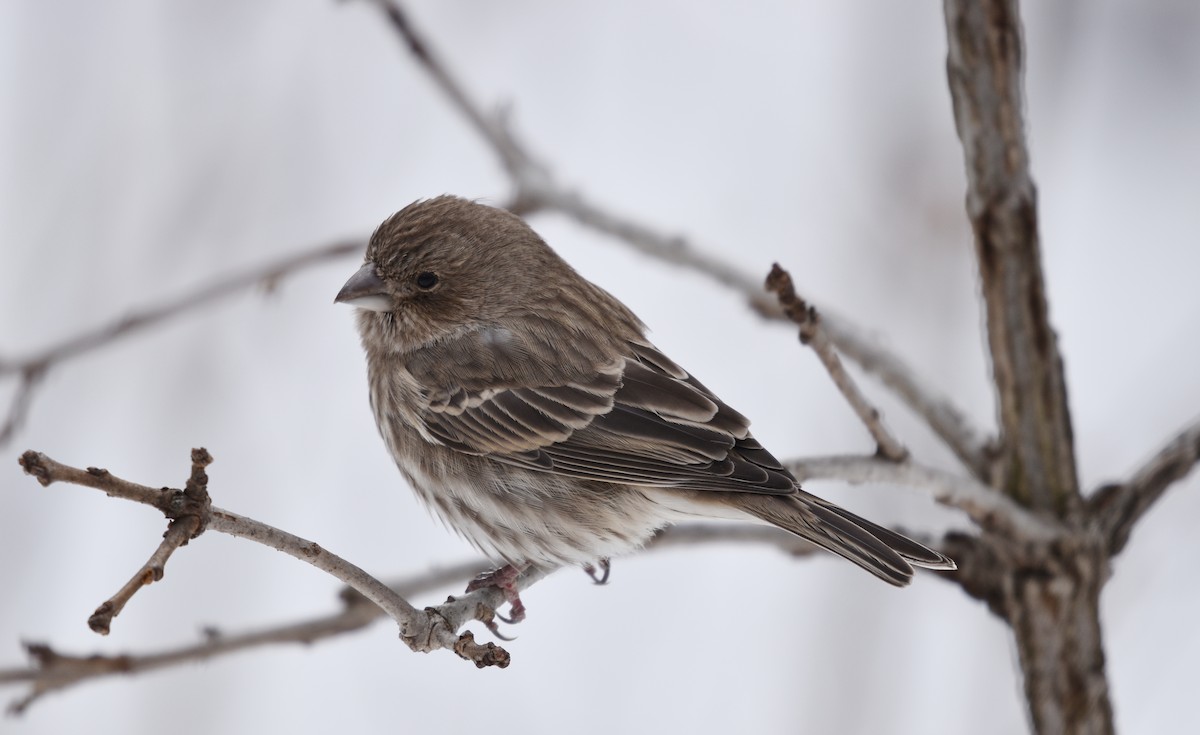 House Finch - ML645221708