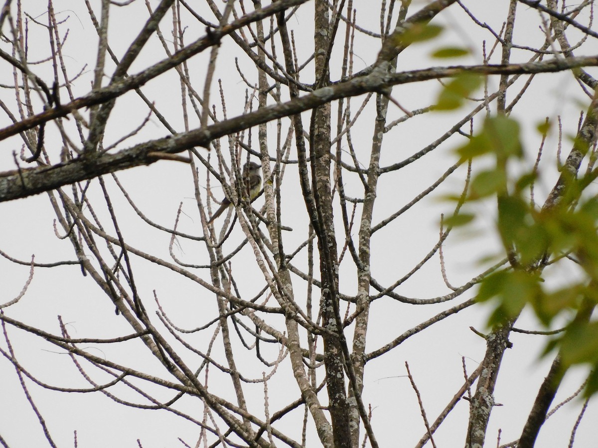 Great Crested Flycatcher - ML645221710
