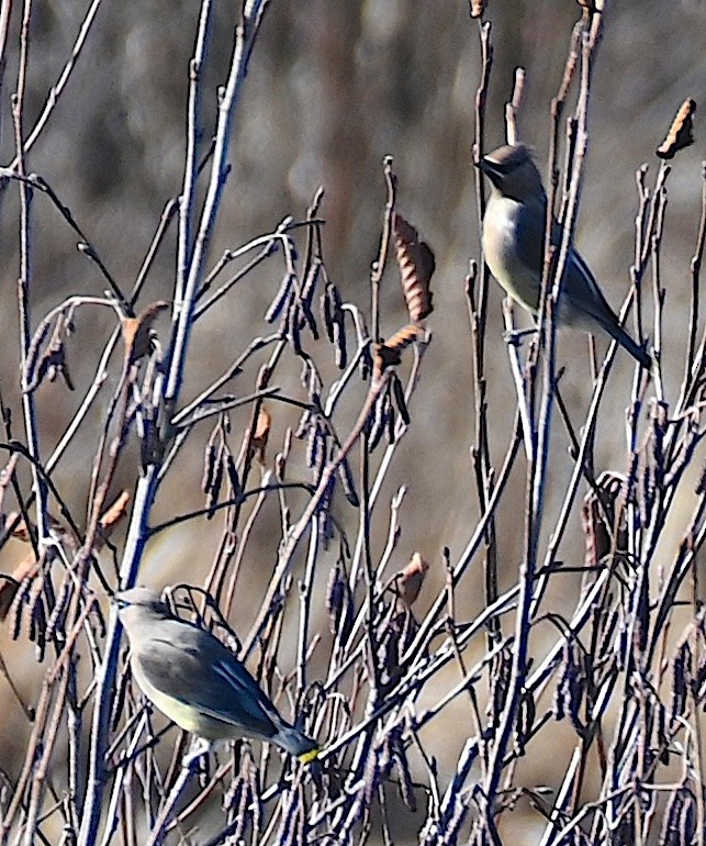 Cedar Waxwing - ML645221713