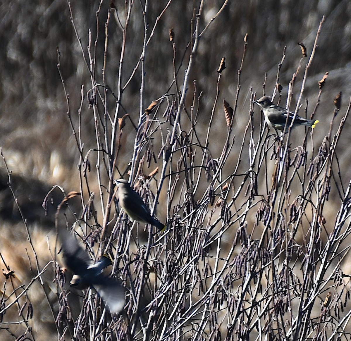 Cedar Waxwing - ML645221714