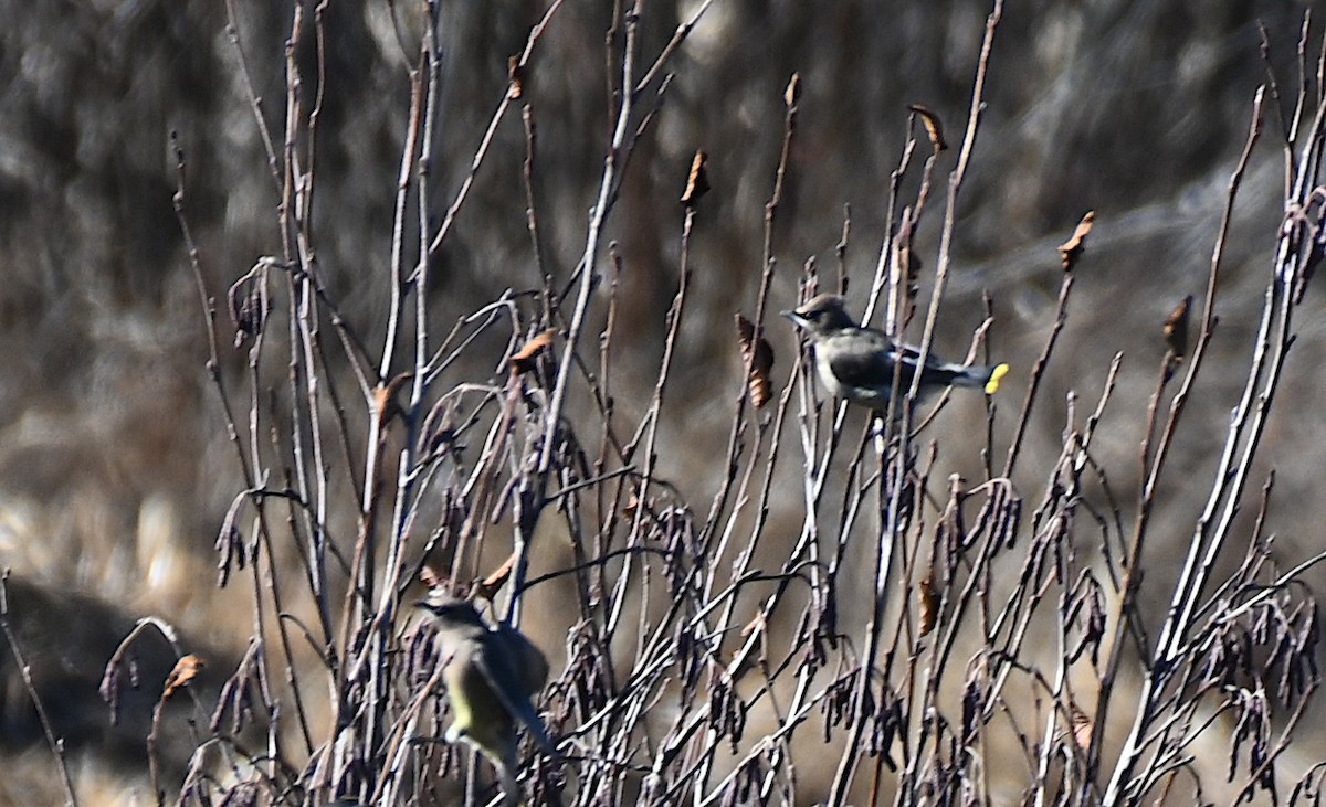 Cedar Waxwing - ML645221715