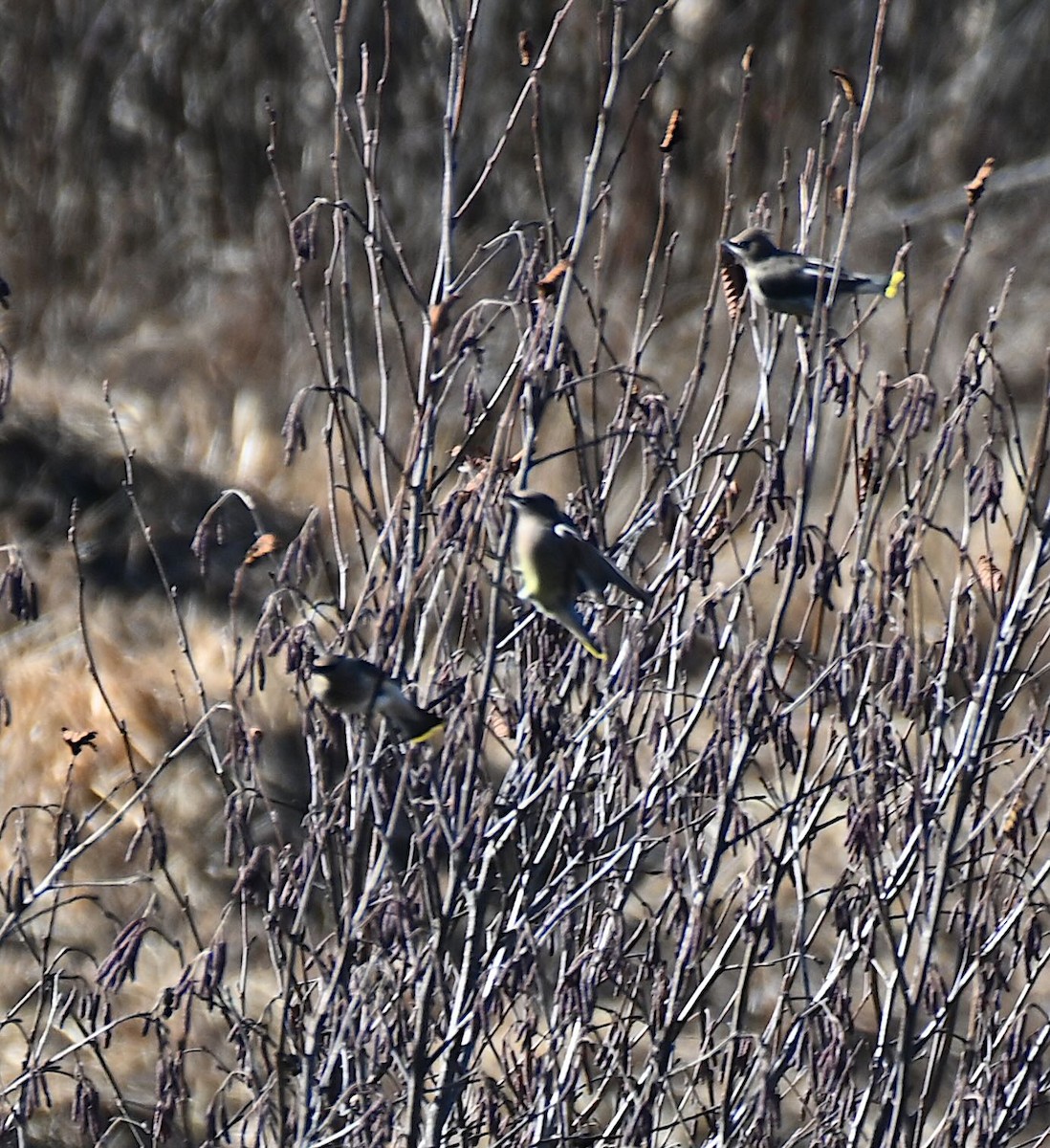 Cedar Waxwing - ML645221716