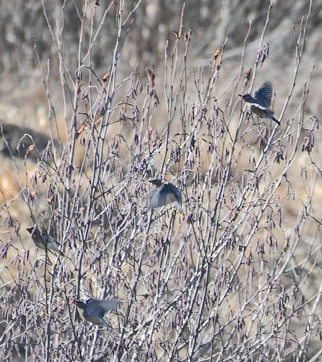 Cedar Waxwing - ML645221717
