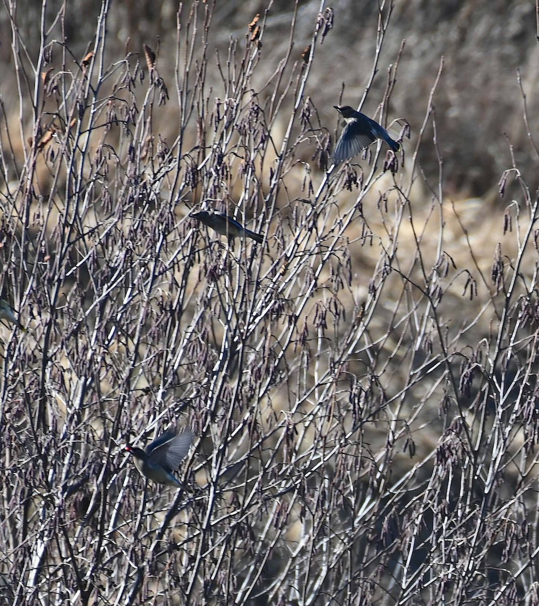 Cedar Waxwing - ML645221718