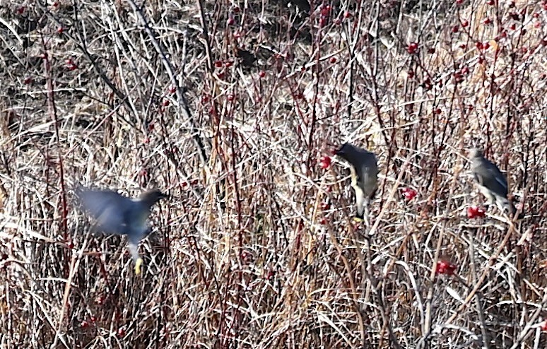 Cedar Waxwing - ML645221719