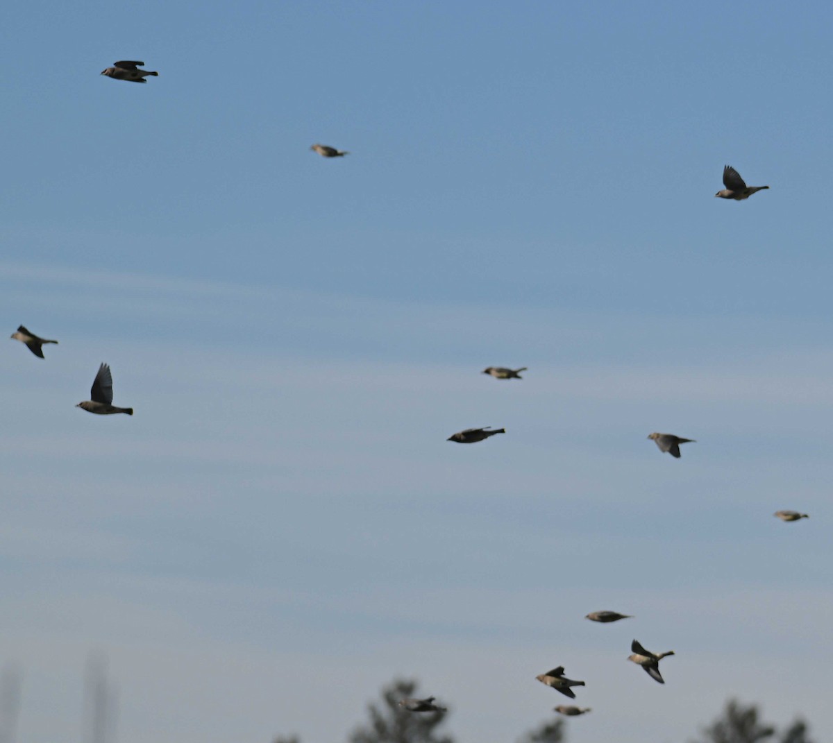 Cedar Waxwing - ML645221720