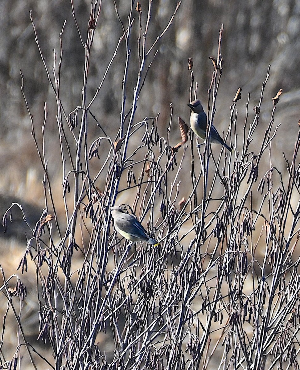 Cedar Waxwing - ML645221722