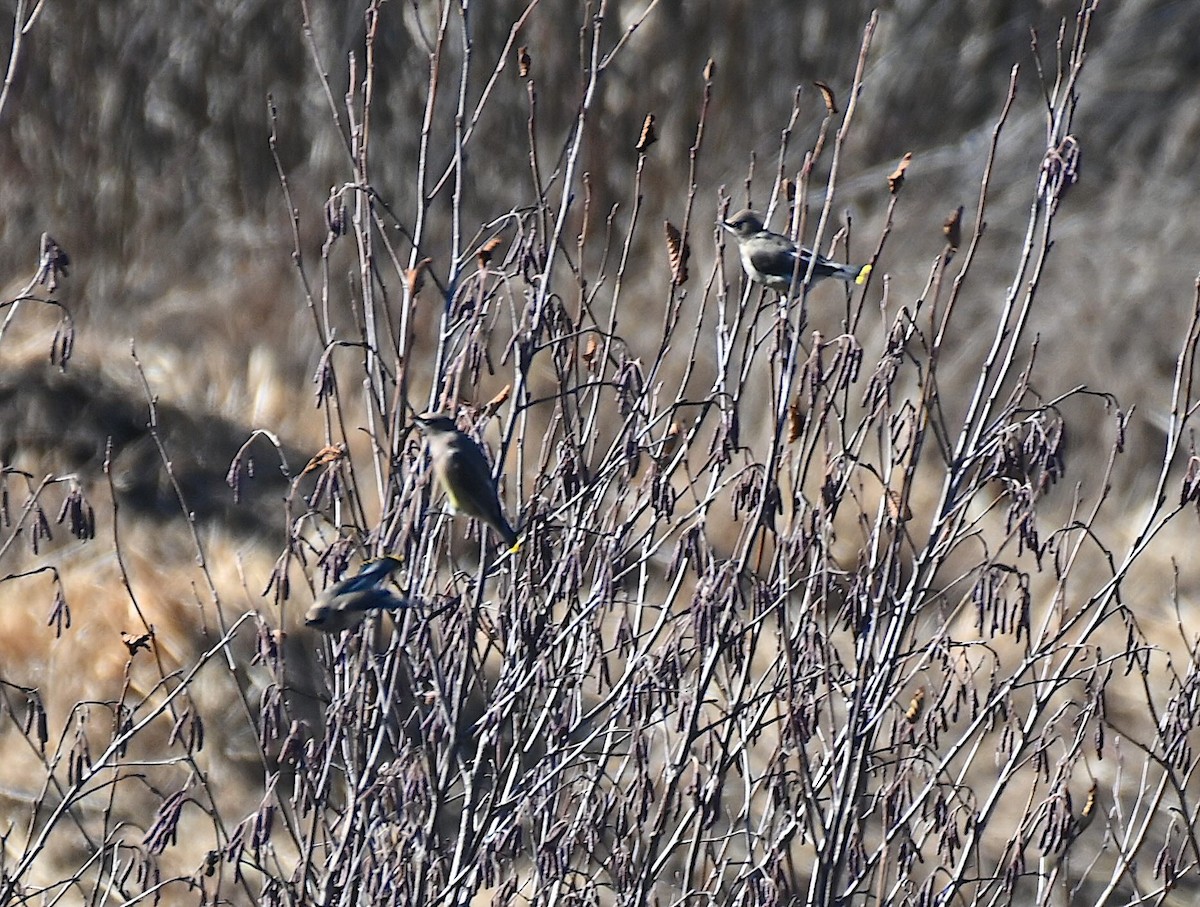 Cedar Waxwing - ML645221723