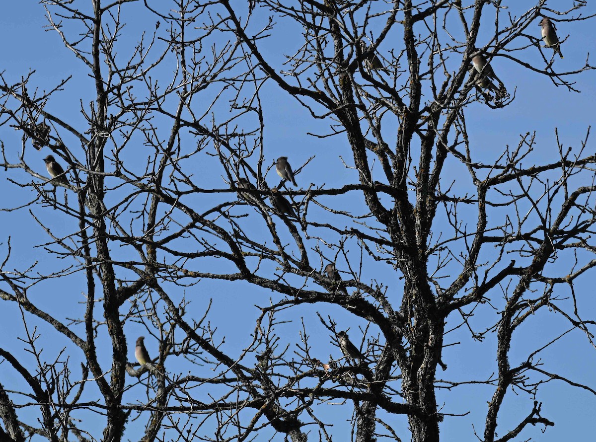 Cedar Waxwing - ML645221724