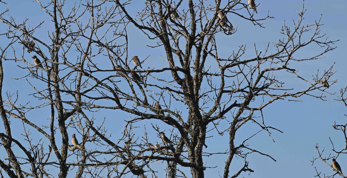 Cedar Waxwing - ML645221725
