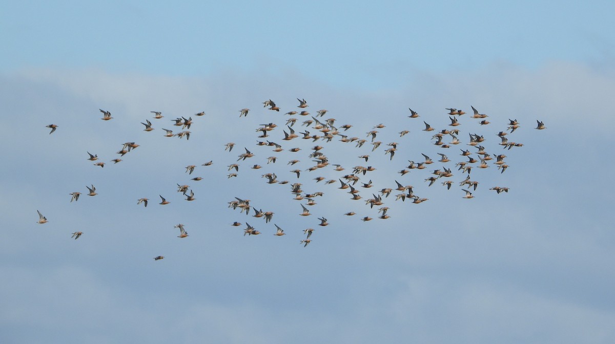 Piovanello maggiore - ML645221726