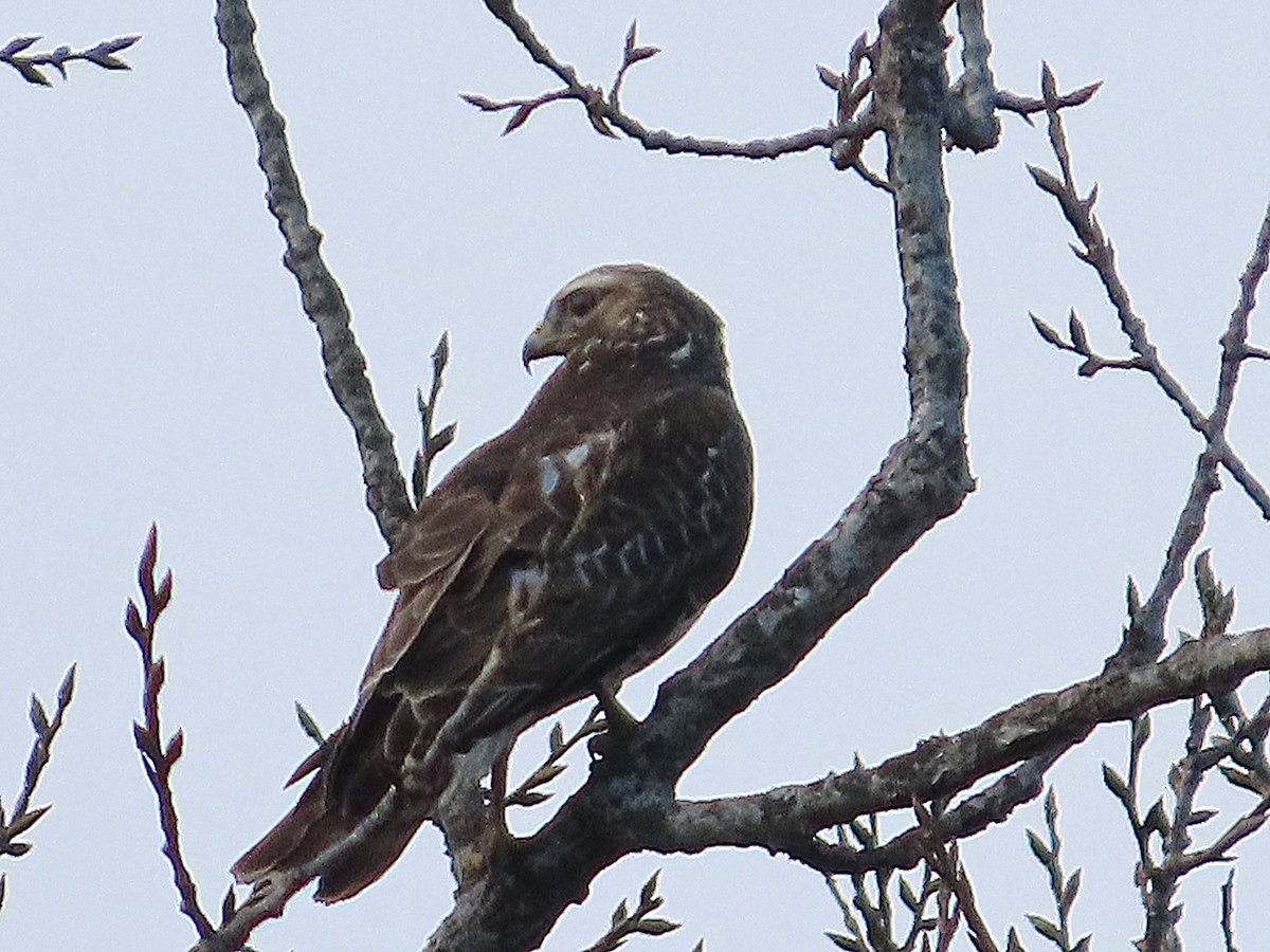 Red-shouldered Hawk - ML645221727