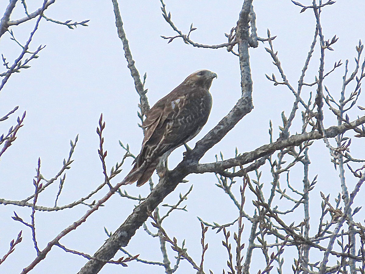 Red-shouldered Hawk - ML645221728