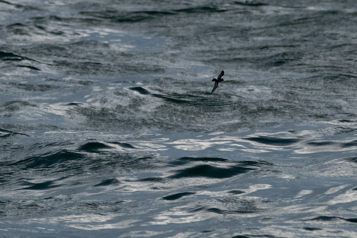 Uccello delle tempeste - ML645221729